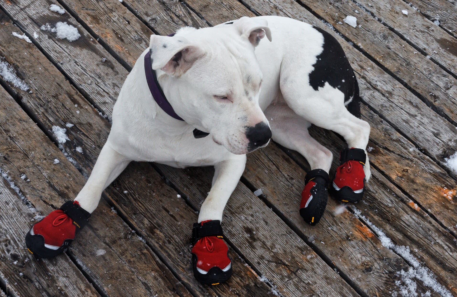 Dog in snow boots discount